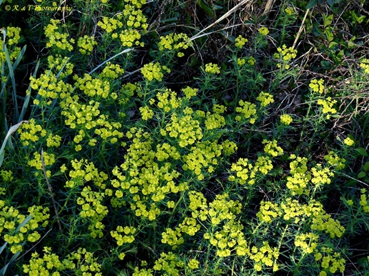 {Euphorbia cyparissias}
